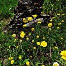 황금마가렛으로도 불려지는 다이어스케모마일(Dyer's chamomile) 이미지