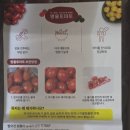 토마토2 | 방울토마토 보관법 및 고르는 법 | 정직한농장 대추방울토마토 2KG 7천 원대 솔직 후기