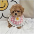 강아지탐험대 이미지