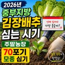 이주산농장 | 2026년 중부지방 김장배추 심는 시기 주말농장 70포기 모종 심기 후기
