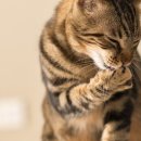 애정그루밍 이미지