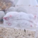 햄동대장 이미지