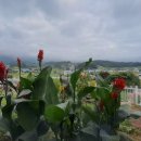 오즈스윗홈 이미지