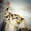 13번째고양이 이미지