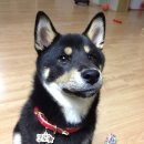 쿠로 카카오 검색결과