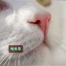 배트독 이미지