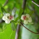 댕강 댕강 이미지