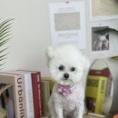 유어펫 살롱 이미지