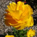 나의살던고향은 이미지