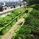 텃밭 시민일보