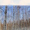 원대리 자작나무숲 이미지