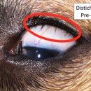 닥터펫 동물의료센터 이미지