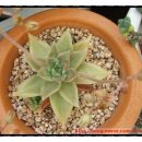 샤론2농장 이미지