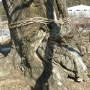 함안 영동리 회화나무 이미지