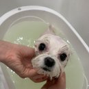 헤이제니 이미지