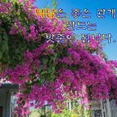 예쁜행복 이미지