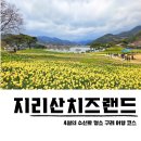 지리산차천지 | 지리산치즈랜드 수선화 명소 개화율 주말 주차 4월 구례여행