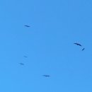 공룡타조랜드 이미지