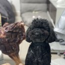 덕비네 수제간식 네이버블로그