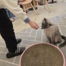고양이별 캣 카페 | [서울/마곡]고양이별 캣 카페