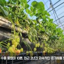 고령군, 딸기 수출 급증…전년 대비 196% 증가 이미지