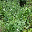 배중개(남)경로당 | 삼척 남(육백)지맥 제3구간 -임도삼거리에서 전의치까지