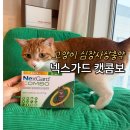 최약국 | 고양이 심장사상충 넥스가드 캣콤보 내돈내산 후기 (약국 개별주문,가격, 바르는법, 주의사항, 부작용...