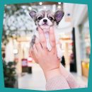 펫하임 | 의정부에서 건강한 행복, 펫하임에서 찾으세요!