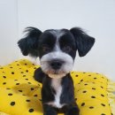 심쿵하개 이미지