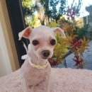 동그란 멍멍이 이미지