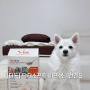 닥터독앤켓 | 강아지 소프트사료 추천 더독 닥터소프트 비프 전견용 기호성 좋은 사료 후기