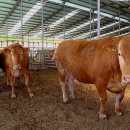 미송농장 이미지