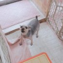 모모 애견미용 이미지