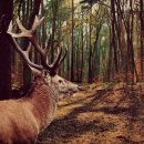 장수녹용 이미지