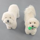 매일행복하개 이미지