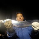 제주은갈치 이미지