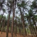 힐링마트 | [팔현캠프]남양주/오남리 캠핑장/숲속에서 즐기는 나홀로 힐링, 팔현캠프 차크닉 후기/캠크닉
