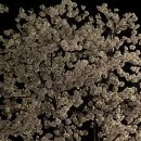 하우돈곱창 이미지