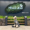 스테이모슬 이미지