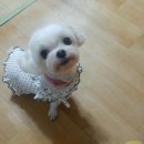 소중한 개 이미지