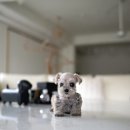 말티네 집 이미지