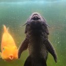 눈이야기 | 30cm블러드페럿&amp;대형플레코(청소물고기)합사후기&amp;눈안보이는패럿이야기