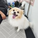 채리애견샵 이미지