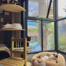 청주고양이입양지원센터 애니멀공화국 이미지