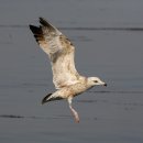 명품 갈매기 이미지