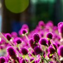 청솔농원 이미지