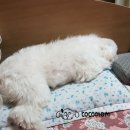 코코멍 이미지