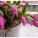 죽관메원 이미지