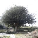 영평조록나무 이미지