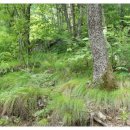 지리산야생삼 이미지